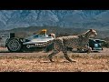 10 Animals Faster Than Cars