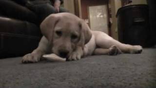 DANCING AND PUPPIES!! by Alyssa Carvara 361 views 13 years ago 2 minutes, 8 seconds