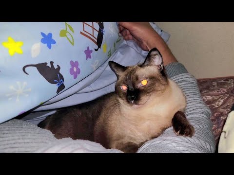 朝起きようとしたら隣で寝てたシャム猫に腕に力を加えられて起きれなくなった💦
