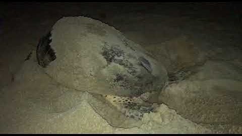 An endangered hawksbill turtle laying eggs