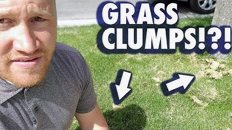 Grass Clumps in Lawn