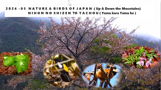2024  05 NATURE & BIRDS of JAPAN  ( Up & Down the mountains )