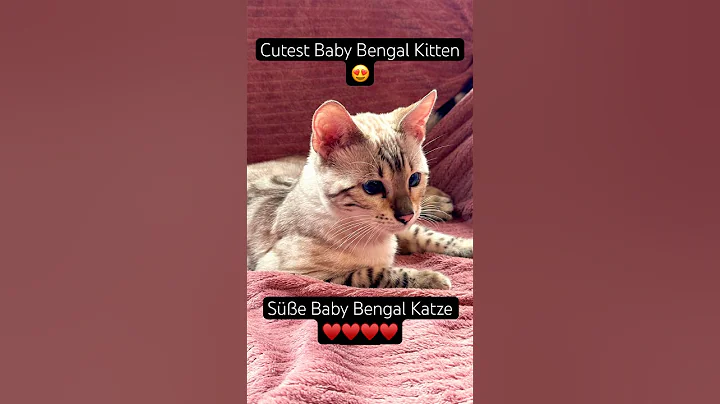 Video 11662131: bengal cat kitten, cutest bengal kittens, baby bengal