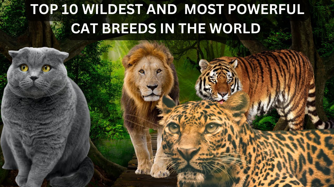 TOP 10 WILDEST AND MOST POWERFUL CAT BREEDS IN THE WORLD YouTube