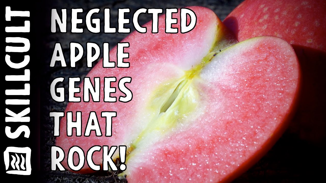 Neglected Genes for Breeding New Apples! + How To Cross Pollinate YouTube