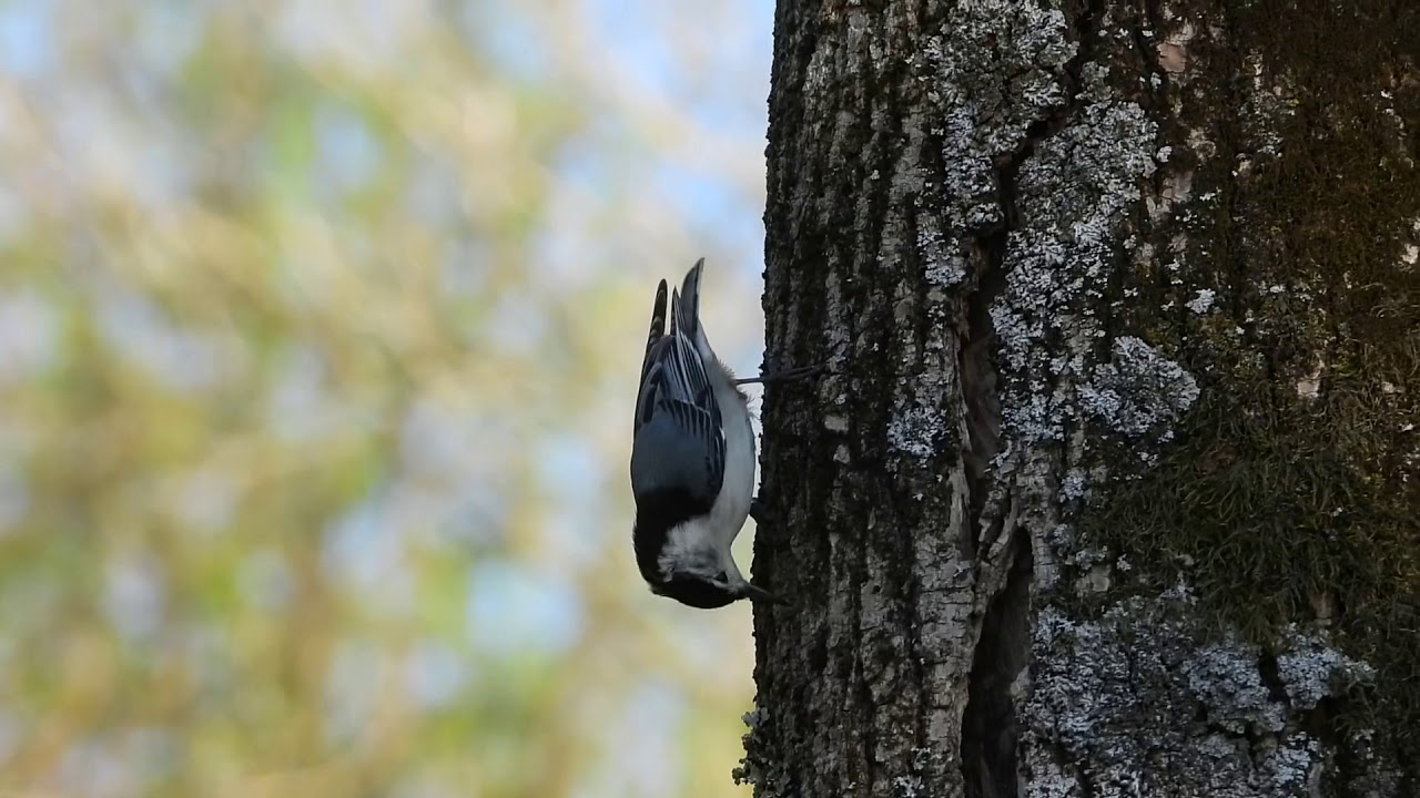 White-breasted Nuthatch 
