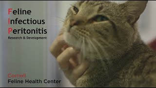 Cornell Feline Health Center FIP PSA  Feature