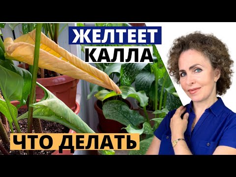 У КАЛЛЫ скручиваются и желтеют листья