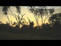 Kenya Safari - Hunters Video