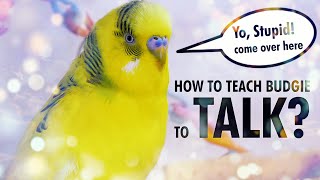 How to Teach a Budgie to Talk? Start with Basics screenshot 4