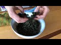 How To Ferment Herbs - Bee Balm (Monarda)