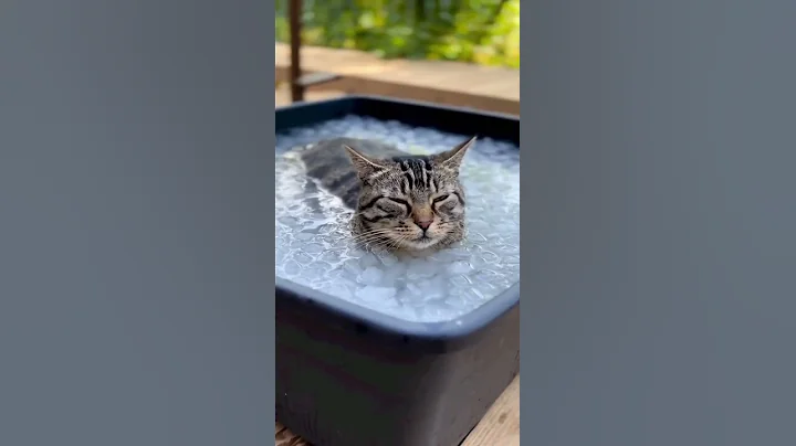 Video 11268291: cat bath, adorable felines, cat love