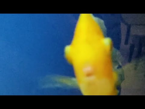 ბათუმური დღიურები_2