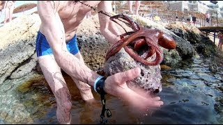 Осьминог выстрелил чернилами на парня. Скат, кальмары. Reef Oasis Beach Осьминог выстрелил чернилами на парня. Скат, кальмары. Reef Oasis Beach