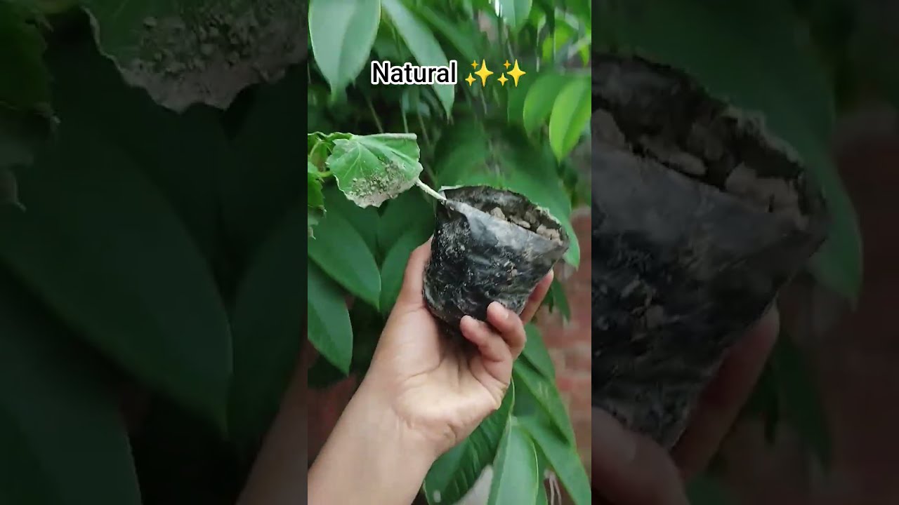  Plants Making Love Music Hijab Happy Bollywood Hindisong Chicken Viral Food Hijabi