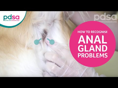 Video: Zdravie psa: Pochopenie problémov s análnou žľazou