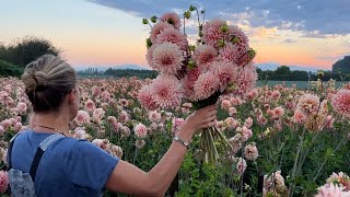 Floret Original: Dahlia ‘Monster Mouth’ by Floret Flower Farm 20,088 views 6 months ago 2 minutes, 44 seconds