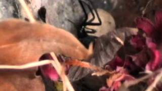 Identifying Black Widows and Black Widow Spider Webs