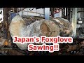 Japan's Foxglove tree Sawing!!【paulownia wood】