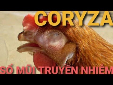 Video: Bệnh Của Gà. Truyền Nhiễm. Phần 1