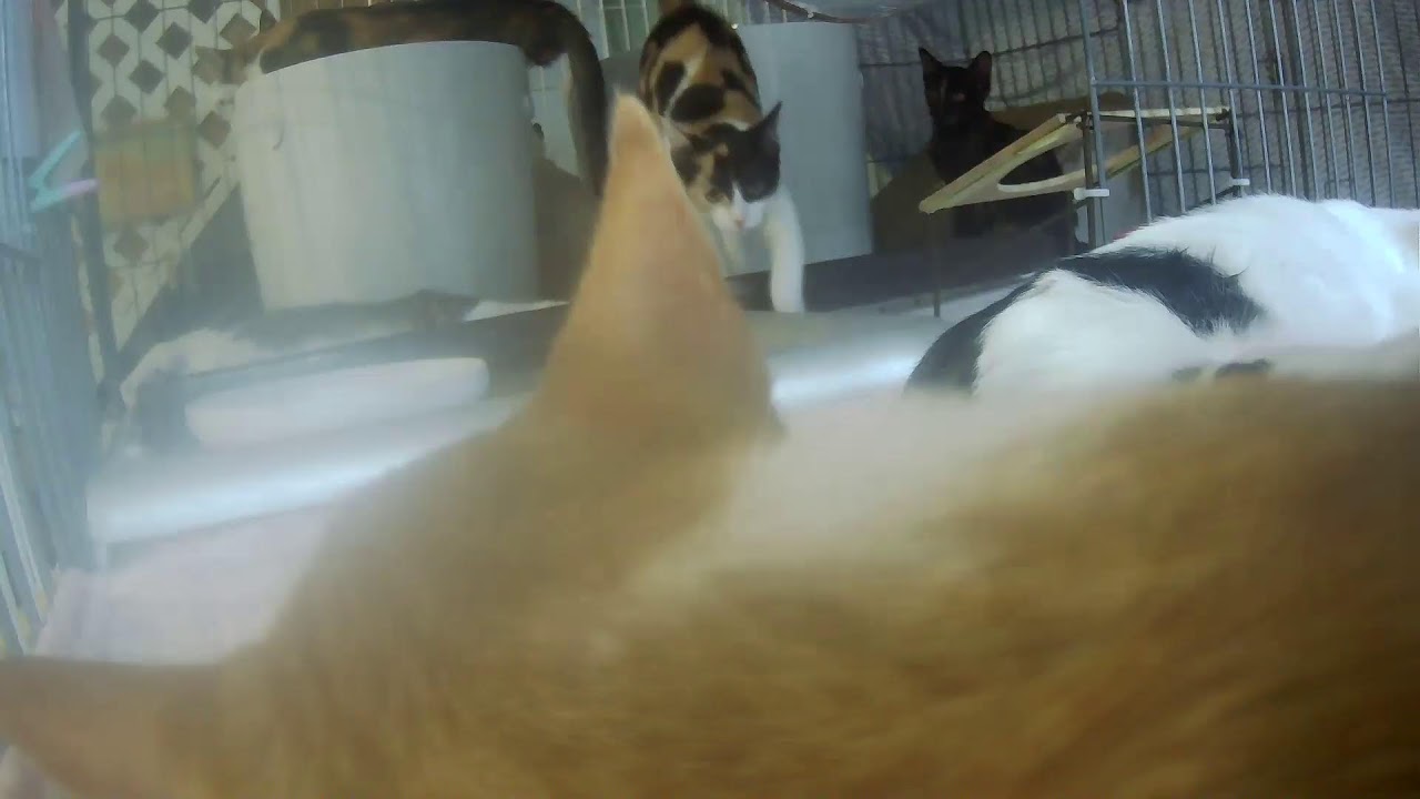 koneko - YouTube
