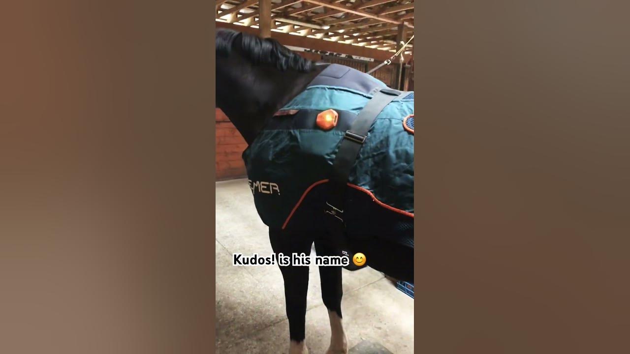 Kudos! Doing some physio with the Bemer blanket. After time off he feels ready to start training