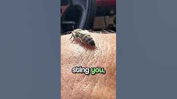 What Should You Do After a Bee Bites You? 🐝🤔
