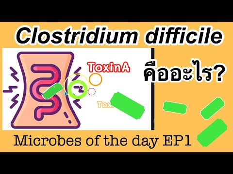 Clostridium difficile คืออะไร? ป้องกันอย่างไร?