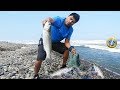 Pescador #pesca GRANDES Lisas de mar con atarraya