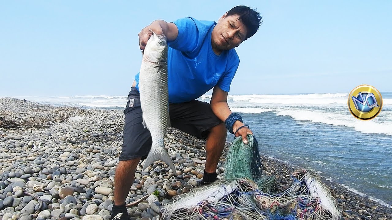 Amazing catches! Fisherman captures big mullets in rough seas