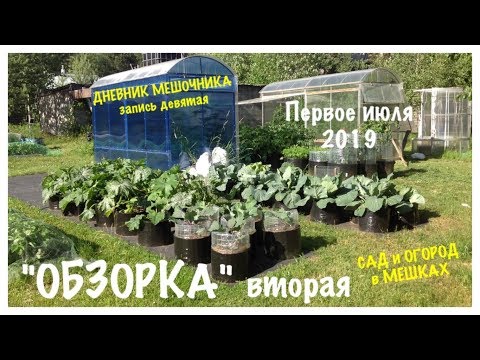 Видео: Какие птицы едят мешочников?