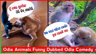 Animals Funny Odia Comedy Video! Odia Dubbed Funny Animals video! Odia Comedy #funnyanimals