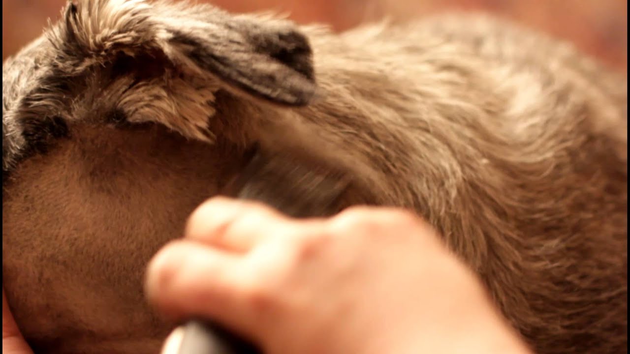 Стрижка шеи и переходов у миттельшнауцера - YouTube