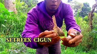 PIKAT BURUNG||cigun//ciblek gunung