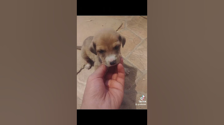 нови още по различни неща малко кученце