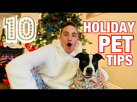 Vídeo: Como manter um cão seguro durante as férias de Natal