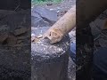 Bambu kuning yang sangat keras bisa dikalahakan kapak ini