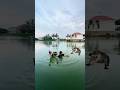 Trẻ trâu gặp cá sấu khi đang mò diều dưới ao #challenge #funny #shortsvideo