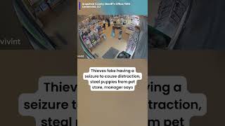 Pet store manager says thieves faked seizure to cause a distraction to steal two bulldog puppies