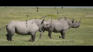 Ngorongoro Crater Landscape