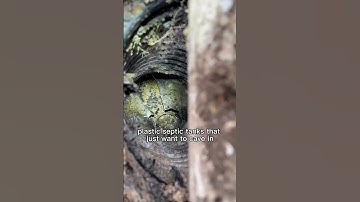 Find the Septic Tank Lid easy #shorts