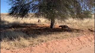 Cheetah High Speed vs Gazelle Hunt#animals #shorts #shortvideo #flowers #beautiful #instagood screenshot 5