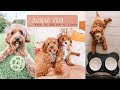 Day In The Life Of My Two Cavapoo Puppies | Archie & Alfred The Cavapoo