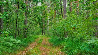 Голоса Птиц В Весеннем Лесу. Звуки Природы И Леса Для Отдыха И Сна.