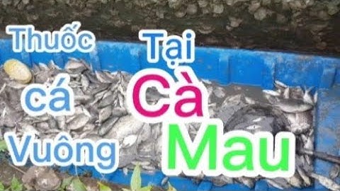 Bắt cá trong vuông tôm tại Cà Mau