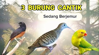 Burung - Burung Cantik Berjemur // Koleksi audio musik youtube