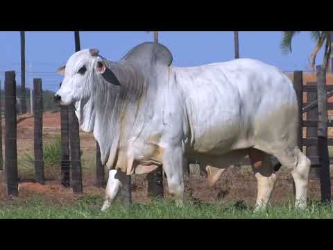 43º Mega Leilão Carpa Touros | LOTE 88 - 8319