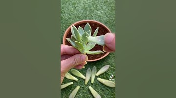The Easiest Way to Propagate Succulents