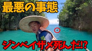 【絶滅した!?】セブ島1安い『ジンベイザメに会えるツアー』に参加してみた結果…【フィリピン】