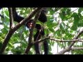 Macaco Aranha - Ateles paniscus